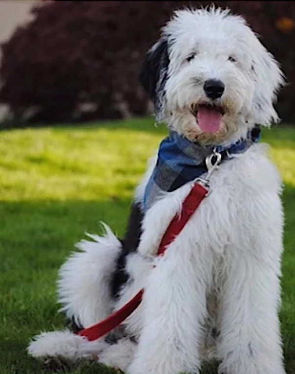 Sheepadoodle Puppies For Sale Columbia